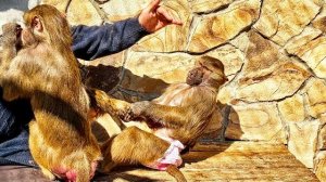Люська со Степкой ВСЕ НЕ ПОДЕЛЯТ Анфису, а ей присутствие Степки НЕ НРАВИТСЯ АБСОЛЮТНО!