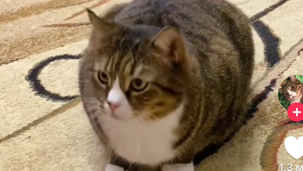 Крутая Маруся| Фёрби анимация мем какая милая собачка