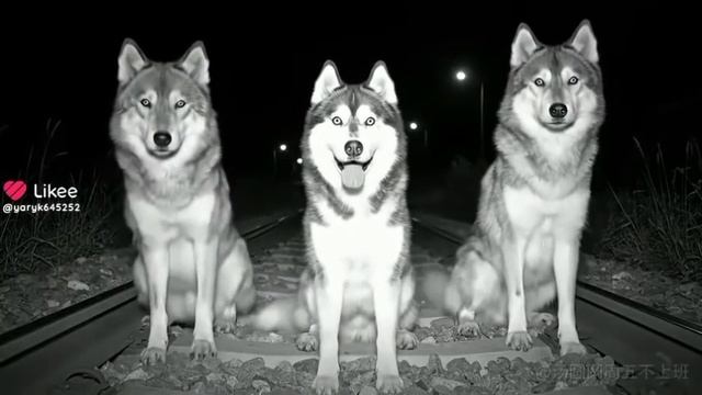 люблю такие ИИ