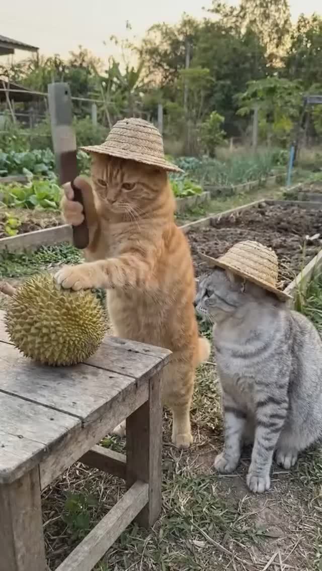 Как готовят Дуриан