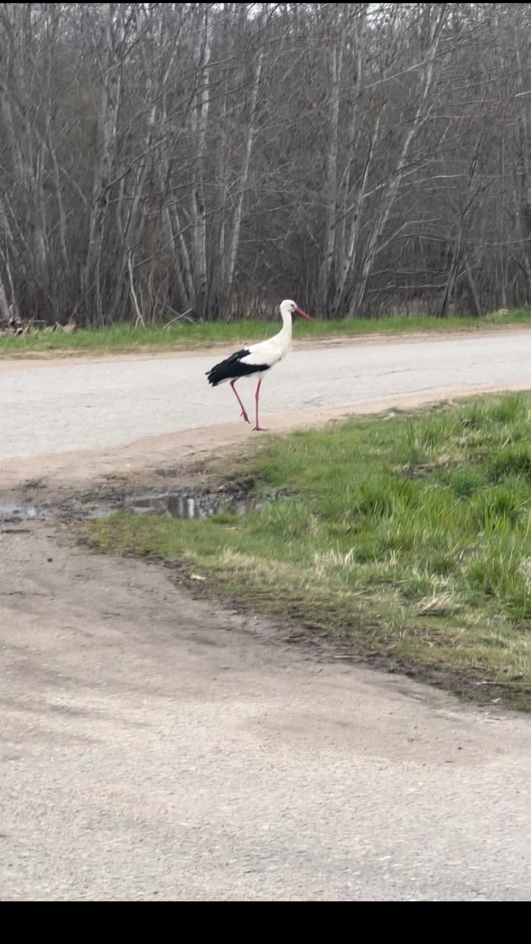 Неожиданная встреча с аистом