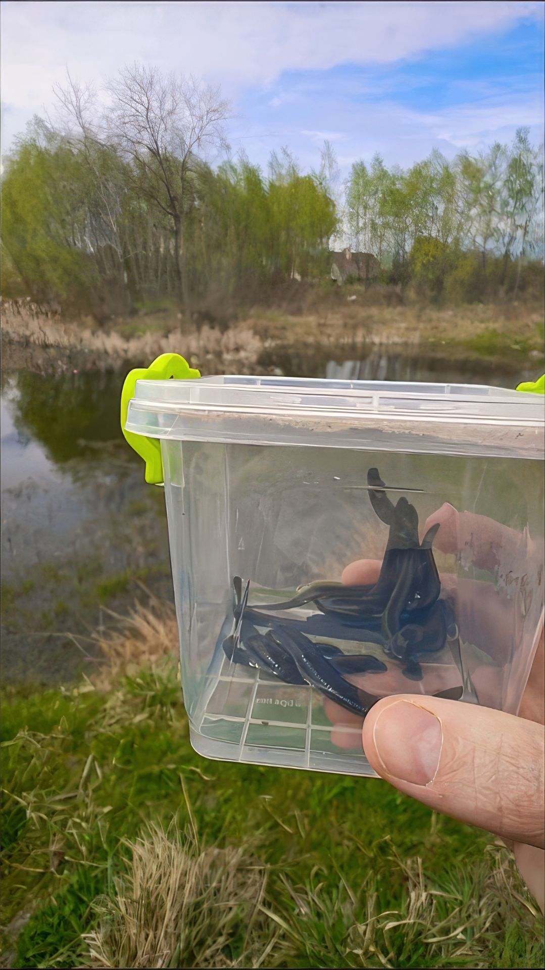 Я выпустил пиявок на свободу!