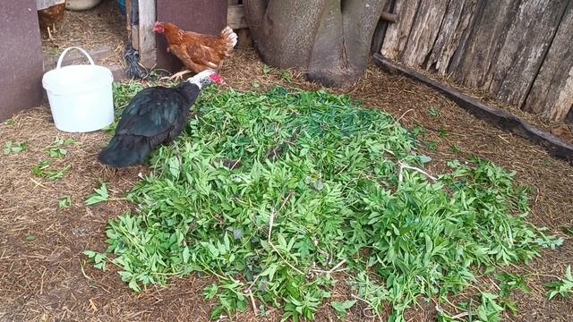 курочки в деревне