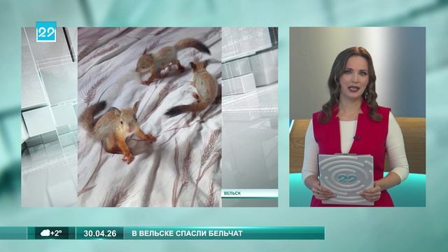 30.04.2026 Бельчата