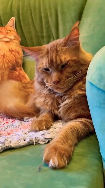 Сладкий котик. Мейн-кун Спартак
