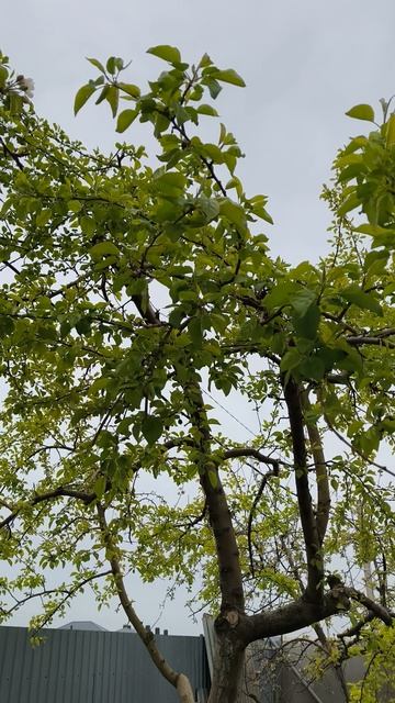 яблоня цветет 30 апреля #теплица #дача #садоводничество #огород #уходзатеплицей