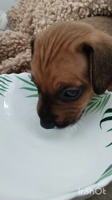 Бутявка кушает😊🥰