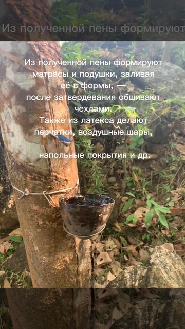 Латекс- как его получают