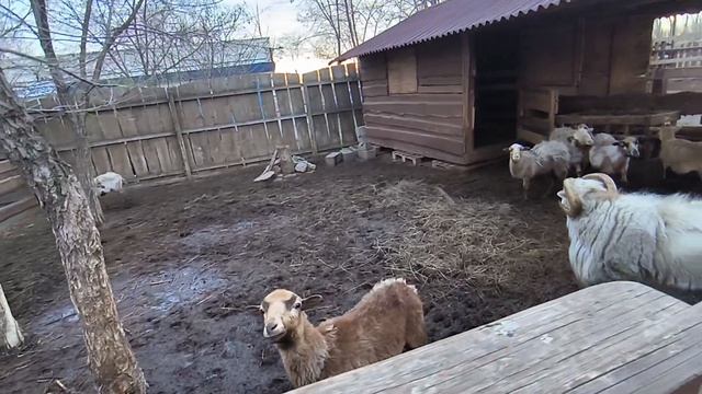 путешествие на ферму дедушки-Магдональда