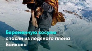 Беременную косулю спасли из ледяного плена Байкала