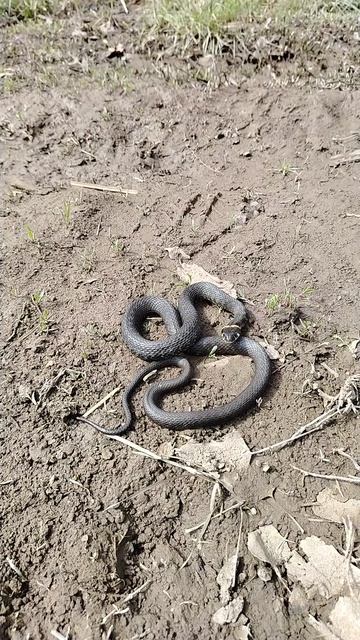 Первый ужик.