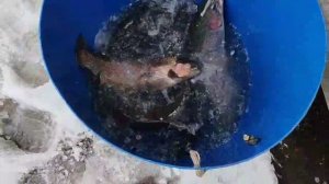 новый привоз форели