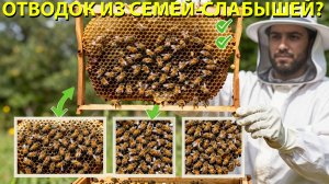 Сборные отводки из слабых семей: дать маточник от лучшей. Работает? Отвечает Кашковский 🐝👥
