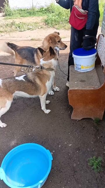 Чекупила? Ченесешь?