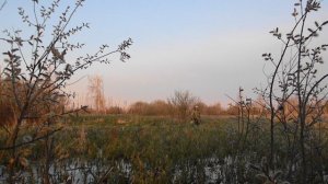 Охота на селезней с подсадной уткой