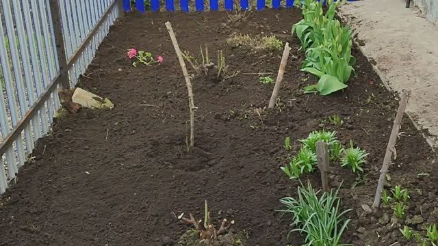 Весенние работы в палисаднике