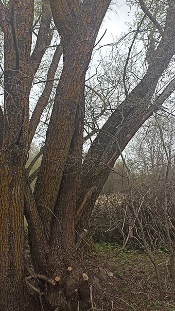 БЕЛАЯ ИВА ИЛИ ВЕТЛА НА НАШЕМ УЧАСТИЕ 🌳