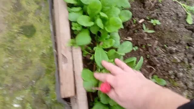 30 апреля .Что выросло в теплице и в огороде