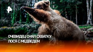 Схватку лося с медведем засняли на трассе в Кузбассе