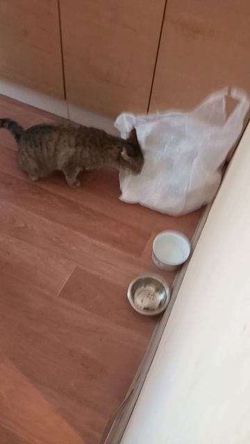 Кошка ест пакет🐱😂😂😂