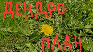 Дендроплан