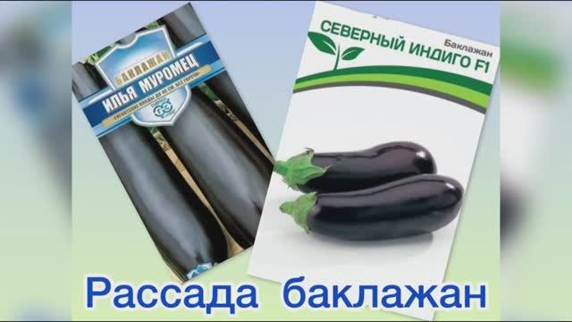 Рассада баклажан 30.04.26