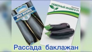 Рассада баклажан 30.04.26