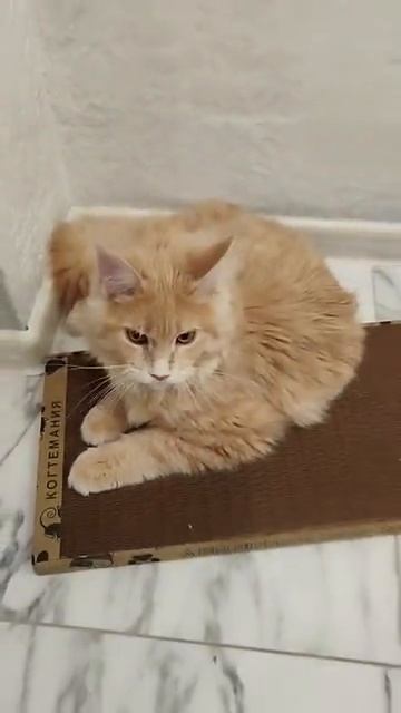 Кошечке когтеточка понравилась!❤️