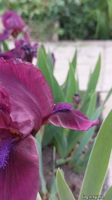 Что цветёт в саду на конец апреля - начало мая.