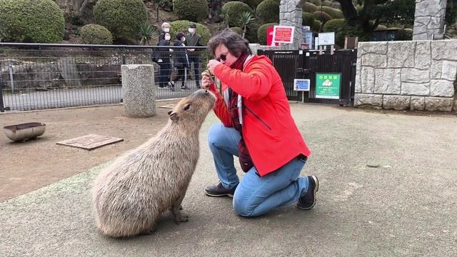 Япония. Капибары и не только