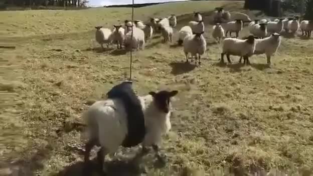 #Милые #животные #видео