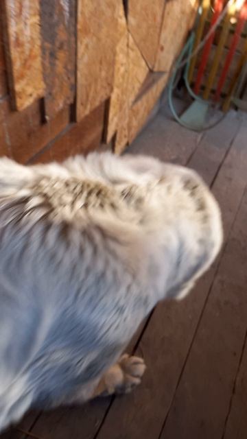 моя собачка