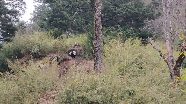 🐼Панды возвращаются в горные районы Китая