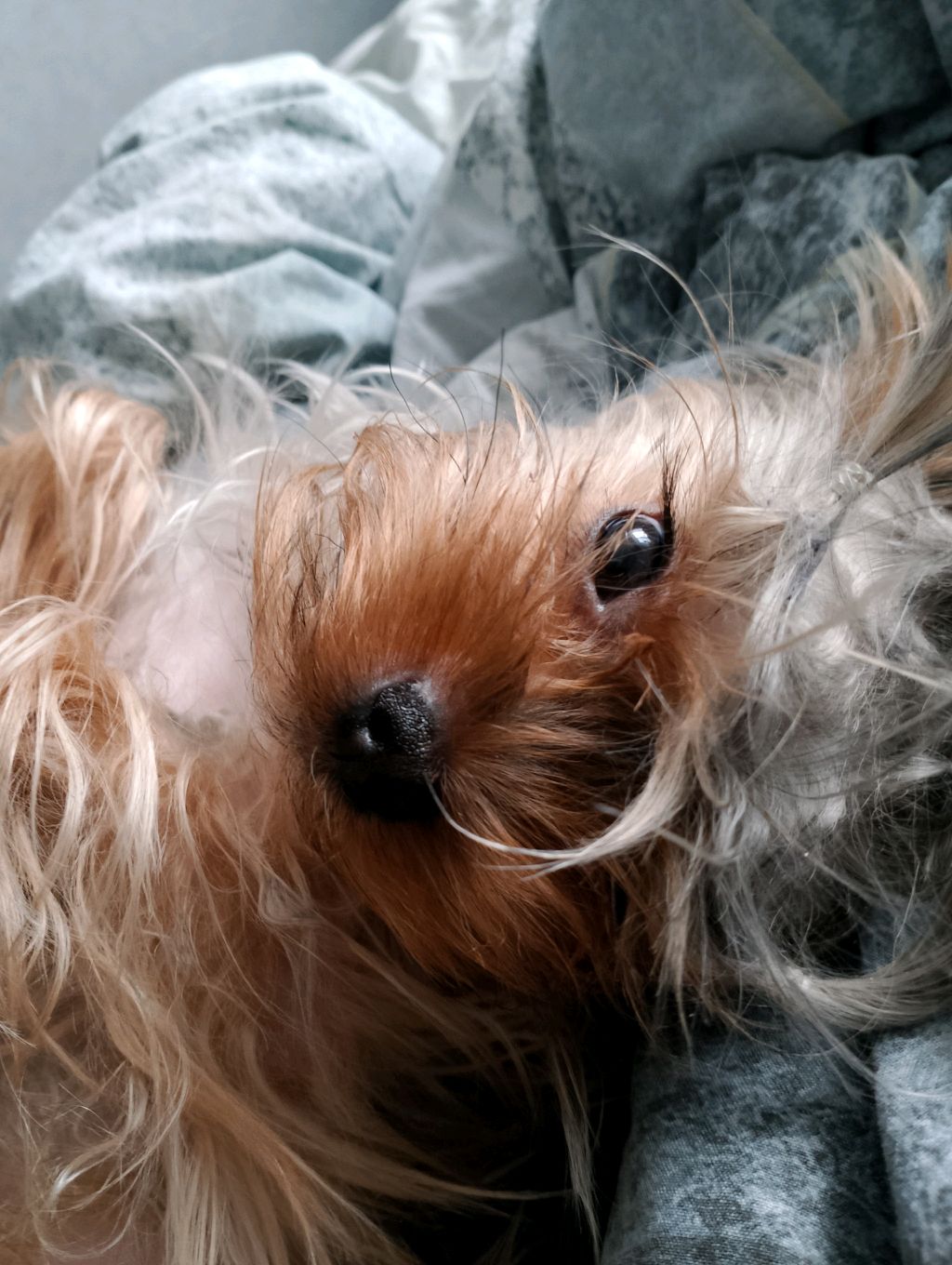 разоблачение на крониса