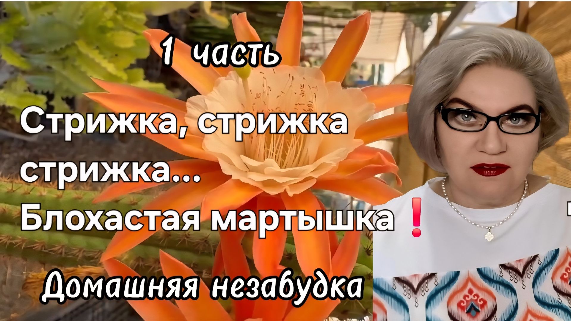 1 часть. Стрижка стрижка стрижкаБлохастая мартышка