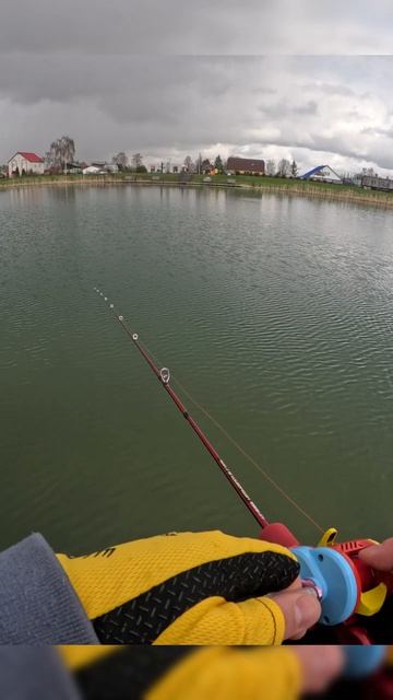 Спиннинг попугай