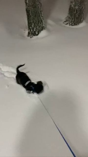 подпишитесь 🙏🙏🙏🙏🙏🙏🙏🙏🙏🙏