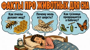 Мир животных перед сном: 30 фактов, которые успокоят ваш разум и помогут расслабиться