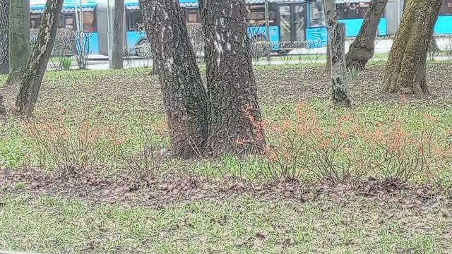 Трясогузка возле деревьев. VID_20260416_091531