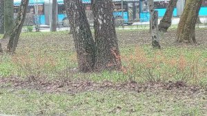 Трясогузка возле деревьев. VID_20260416_091531