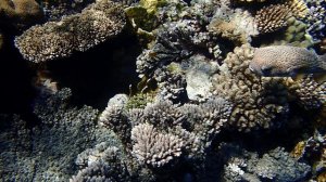 рыба-ёж у Baron Resort PA280243