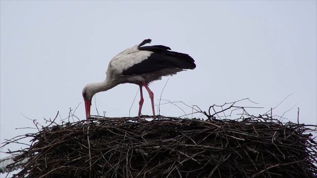 Жизнь аиста. Калужская область.