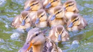 Цыплята и Утята. Стройка навесов и вольеров для птицы.