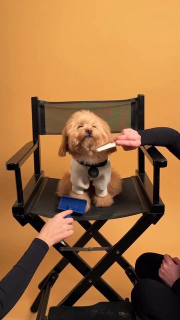 Собака модель Tesoro Collezione