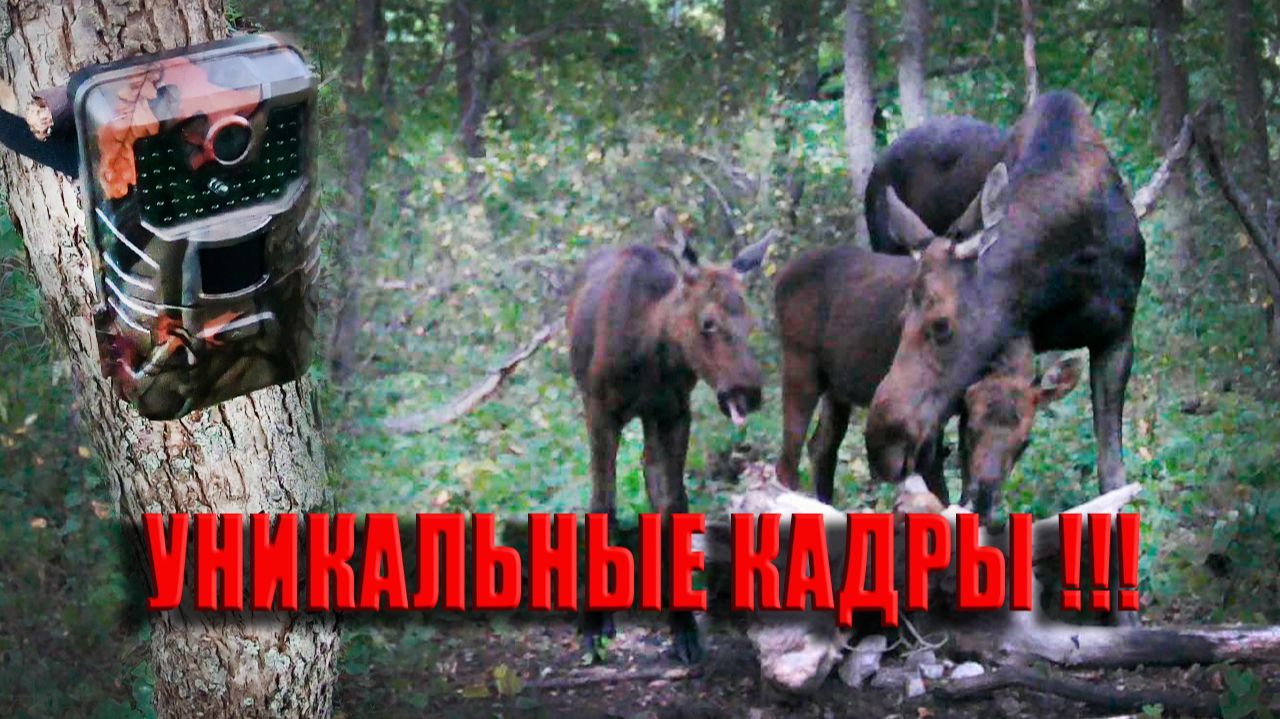 ФОТОЛОВУШКА сняла УНИКАЛЬНЫЕ кадры с лосятами