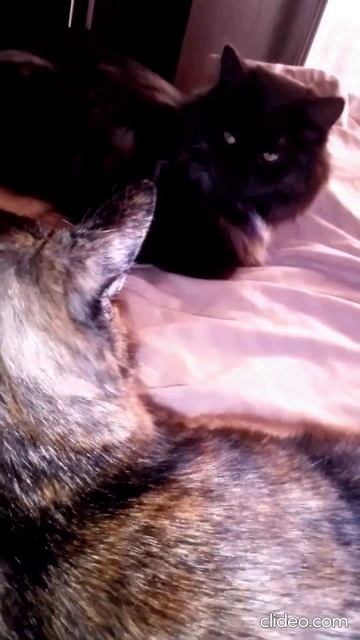 Марина Цветаева - Почему ты плачешь? - Так.