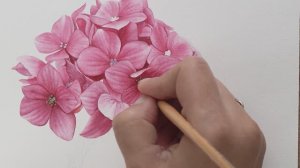 Рисуем реалистичный розовый цветок гортензии акварелью 🌺 простой способ создать текстуру. Часть 1