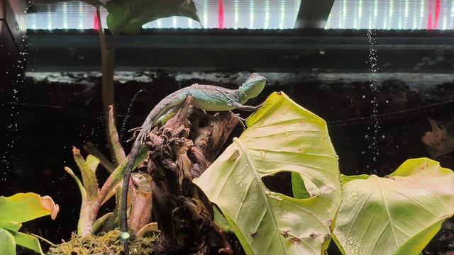 Двухгребневый василиск. Рептилия, покорившая воду. Москвариум 2026