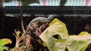 Двухгребневый василиск. Рептилия, покорившая воду. Москвариум 2026