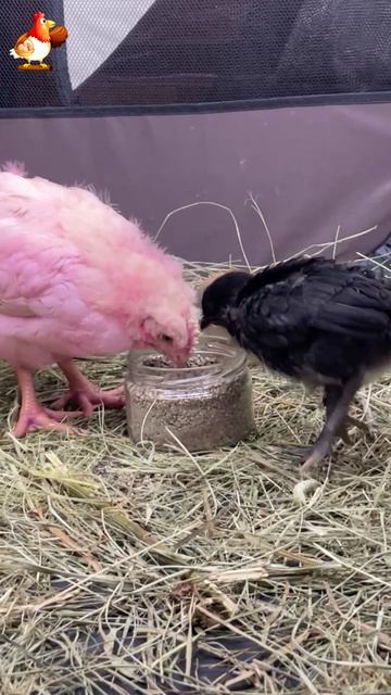 3 цыплёнка, 3 возраста, один бешеный аппетит 🐥 (12)